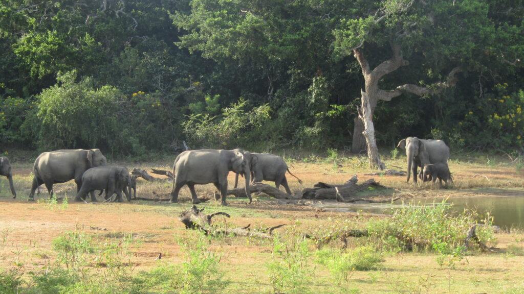 Parque Nacional de Yala Vista de elefantes durante nuestro safari en el Parque Nacional de Yala