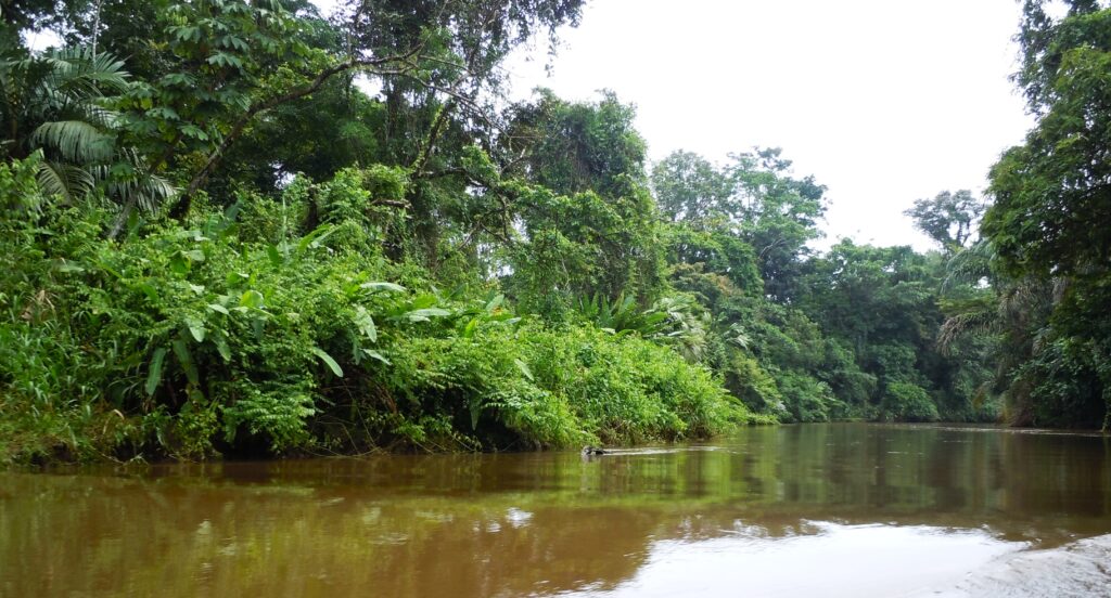 Excursión en canoa por el Parque Nacional de Tortuguero Excursión en canoa por el Parque Nacional de Tortuguero