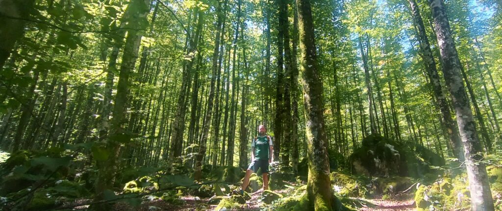 Bosques de camino a la cascada Lepenjica Bosques de camino a la cascada Lepenjica